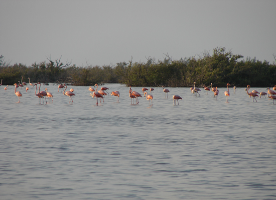 Cuba Flamingos